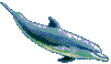 dolphin