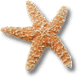 Starfish