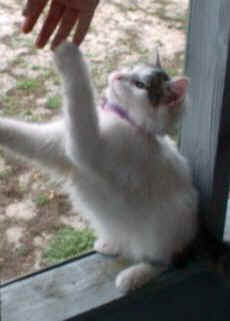 cat6.jpg (18834 bytes)