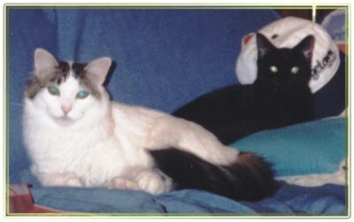 cats.jpg (13474 bytes)