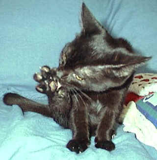 kitten2.jpg (36913 bytes)