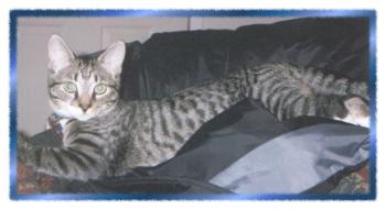 levism.jpg (10945 bytes)