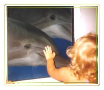 Sam and the Dolphins